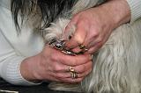 GRIFFES - SKYE TERRIER 073